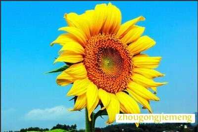 �μ����տ�