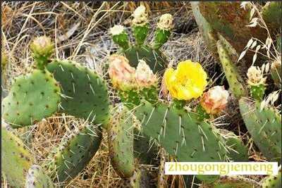 �μ�������