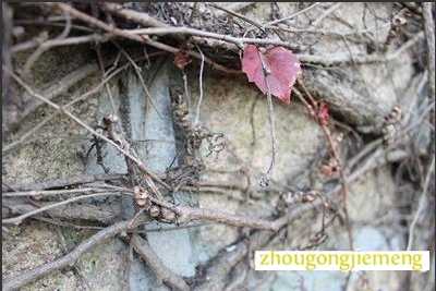 �μ�����