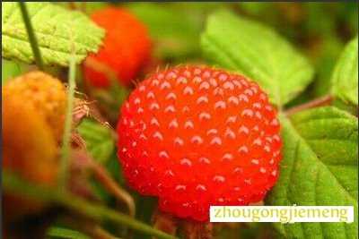 �μ�ľݮ
