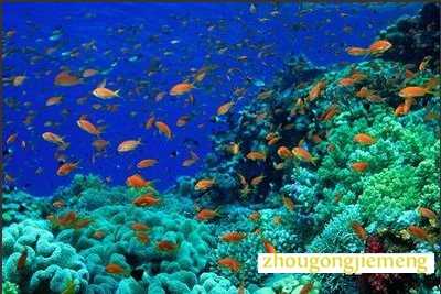 �μ�����