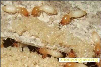 �μ����� ������