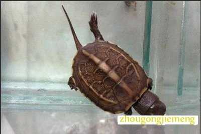 �μ��ڹ���������