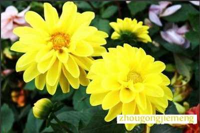 �μ���ɫ����