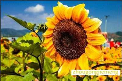 �μ����տ�����
