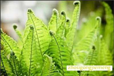 �μ�ާ��ֲ��
