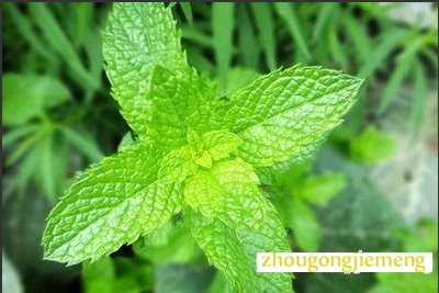 �μ�����