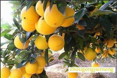 �μ����ֳȸ�