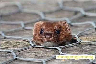 �μ�������